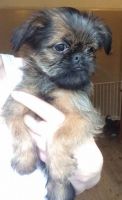 Brussels Griffon Puppies for sale in Beverly Hills, CA 90210, USA. price: NA