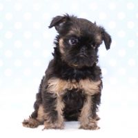 Brussels Griffon Puppies for sale in Naples, FL, USA. price: NA
