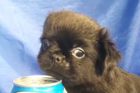 Brussels Griffon Puppies for sale in Phoenix, AZ, USA. price: NA