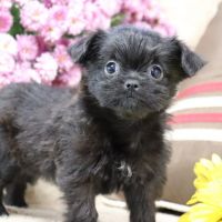 Brussels Griffon Puppies for sale in Canton, OH, USA. price: NA