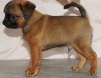 Brussels Griffon Puppies for sale in Houston, TX, USA. price: NA