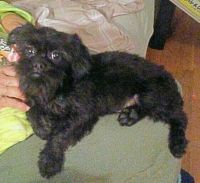 Brussels Griffon Puppies for sale in Hinckley, OH 44233, USA. price: NA