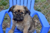 Brussels Griffon Puppies for sale in Newington, CT, USA. price: NA