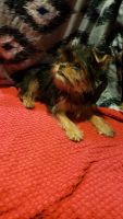 Brussels Griffon Puppies for sale in Parma Heights, OH 44130, USA. price: NA