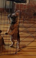 Brussels Griffon Puppies for sale in Springfield, MO, USA. price: NA