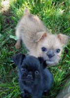 Brussels Griffon Puppies for sale in Springfield, MO, USA. price: NA