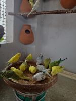 Budgerigar Birds for sale in Bapu Nagar, Langar Houz, Hyderabad, Telangana 500008, India. price: NA