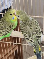 Budgerigar Birds for sale in Chicopee, MA, USA. price: $40