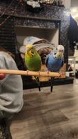 Budgerigar Birds for sale in San Clemente, CA, USA. price: $175