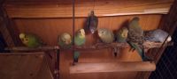 Budgerigar Birds for sale in Granby, Missouri. price: $280