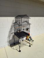 Budgerigar Birds for sale in Deltona, Florida. price: $100