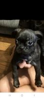 Bugg Puppies for sale in Miamisburg, OH, USA. price: NA
