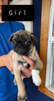 Bugg Puppies for sale in Lake Hubert, MN 56468, USA. price: NA