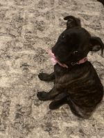 Bugg Puppies for sale in New Bedford, MA 02746, USA. price: NA
