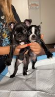 Bugg Puppies for sale in Chula Vista, CA, USA. price: NA