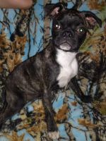 Bugg Puppies for sale in Athens, OH 45701, USA. price: NA