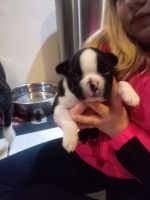 Bugg Puppies for sale in White Cloud, MI 49349, USA. price: NA