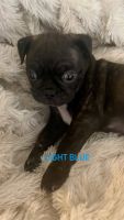Bugg Puppies for sale in Las Vegas, NV, USA. price: NA