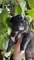 Bugg Puppies for sale in Elgin, IL, USA. price: NA