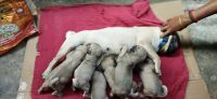 Bugg Puppies for sale in Puducherry, India. price: 7000 INR