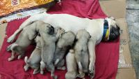 Bugg Puppies for sale in Puducherry, India. price: 6500 INR