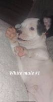 Bugg Puppies for sale in Arkansas City, KS 67005, USA. price: NA