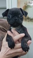 Bugg Puppies for sale in Bedford, VA 24523, USA. price: $500