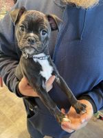 Bugg Puppies for sale in Everett, Washington. price: NA