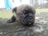 Bugg Puppies for sale in Merrillville, IN, USA. price: NA