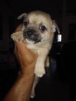 Bugg Puppies for sale in Stockton, CA, USA. price: NA