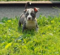 Bull and Terrier Puppies for sale in Burton, MI, USA. price: NA