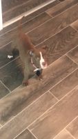 Bull and Terrier Puppies for sale in Atlanta, GA 30345, USA. price: NA