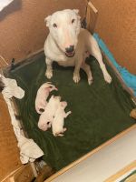 Bull and Terrier Puppies for sale in Oakdale, CA 95361, USA. price: NA