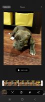 Bull and Terrier Puppies for sale in Renton, WA, USA. price: NA
