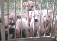 Bull and Terrier Puppies for sale in Indianapolis, IN, USA. price: NA