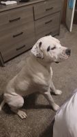 Bull and Terrier Puppies for sale in Monroe, MI 48162, USA. price: NA