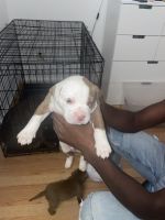 Bull and Terrier Puppies for sale in Montgomery Village, MD, USA. price: NA