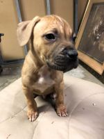 Bull and Terrier Puppies for sale in Omaha, NE, USA. price: NA
