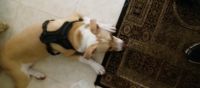 Bull and Terrier Puppies for sale in Jacksonville, FL, USA. price: NA