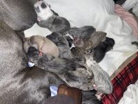 Bull and Terrier Puppies for sale in Lee's Summit, MO, USA. price: NA