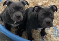 Bull and Terrier Puppies for sale in Colorado Springs, CO, USA. price: NA