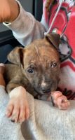 Bull and Terrier Puppies for sale in Durham, NC, USA. price: NA