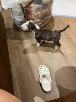 Bull and Terrier Puppies for sale in Haverstraw, NY, USA. price: NA