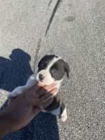 Bull and Terrier Puppies for sale in Chattanooga, TN, USA. price: NA