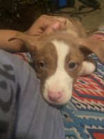 Bull and Terrier Puppies for sale in Bartlett, TN, USA. price: NA