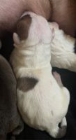 Bull and Terrier Puppies for sale in Salisbury, MD, USA. price: NA