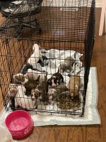 Bull and Terrier Puppies for sale in Russellville, KY 42276, USA. price: NA