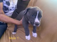 Bull and Terrier Puppies for sale in East, Tucson, AZ 85714, USA. price: NA