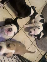 Bull and Terrier Puppies Photos