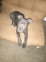 Bull and Terrier Puppies for sale in Amarillo, TX, USA. price: NA
